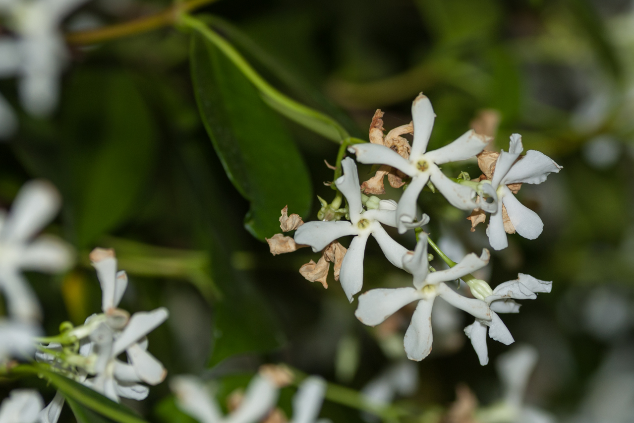 Feigen Wein Jasmin und Rosen im Garten