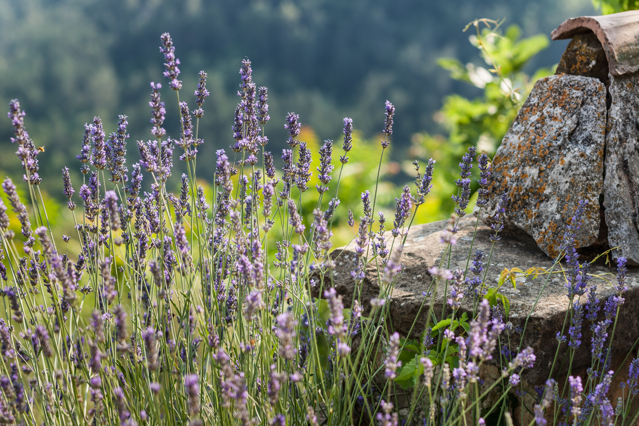 Besucher Kunst und Natuer in Groznjan