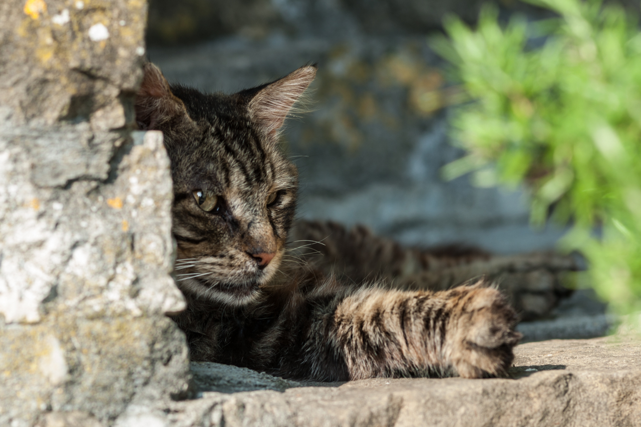 Katze macht Siesta