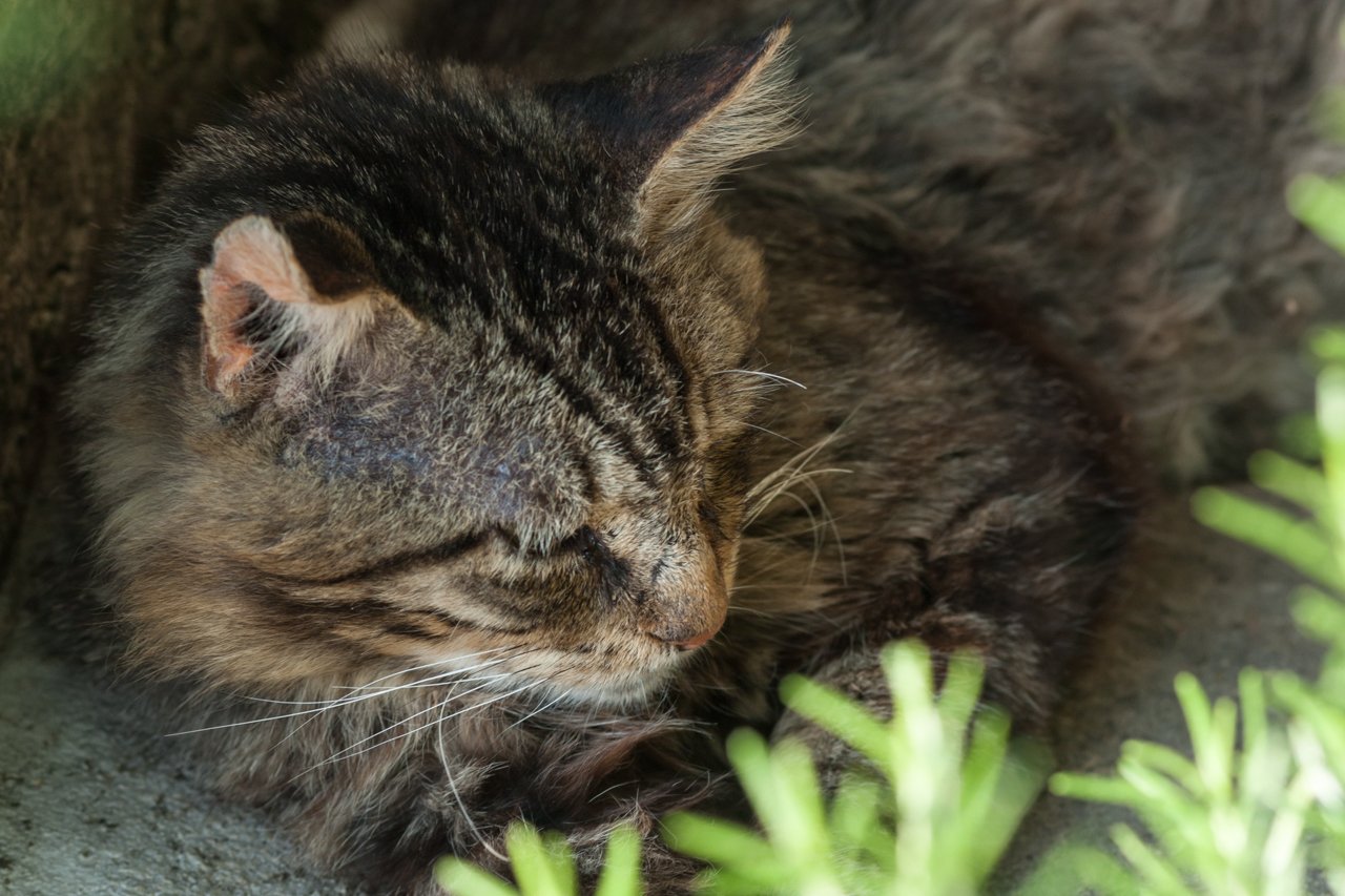 Katze macht Siesta