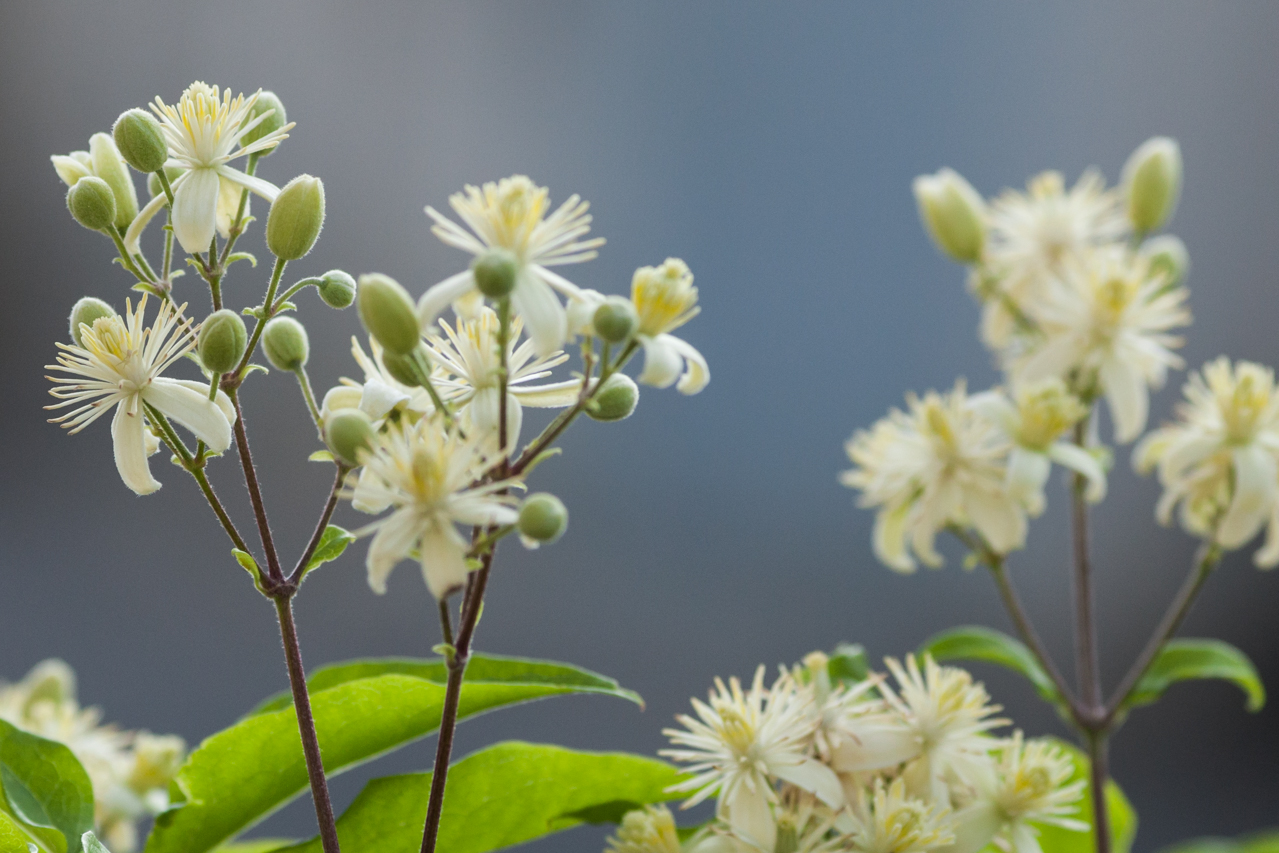 Blüten im Vorbeigehen festgehalten