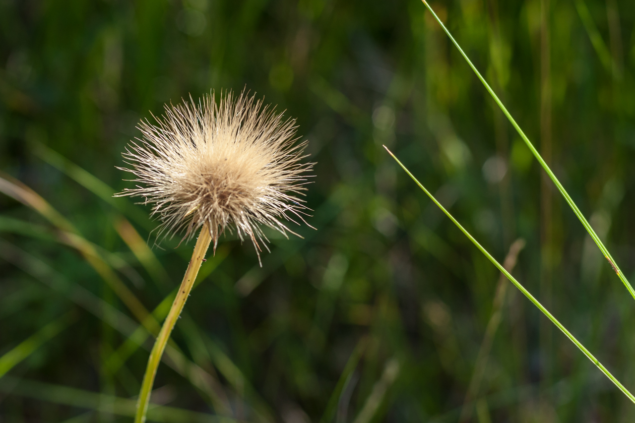 Blüten im Vorbeigehen festgehalten