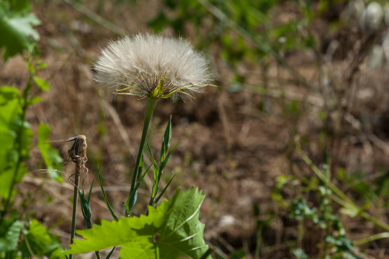 Blüten im Vorbeigehen festgehalten