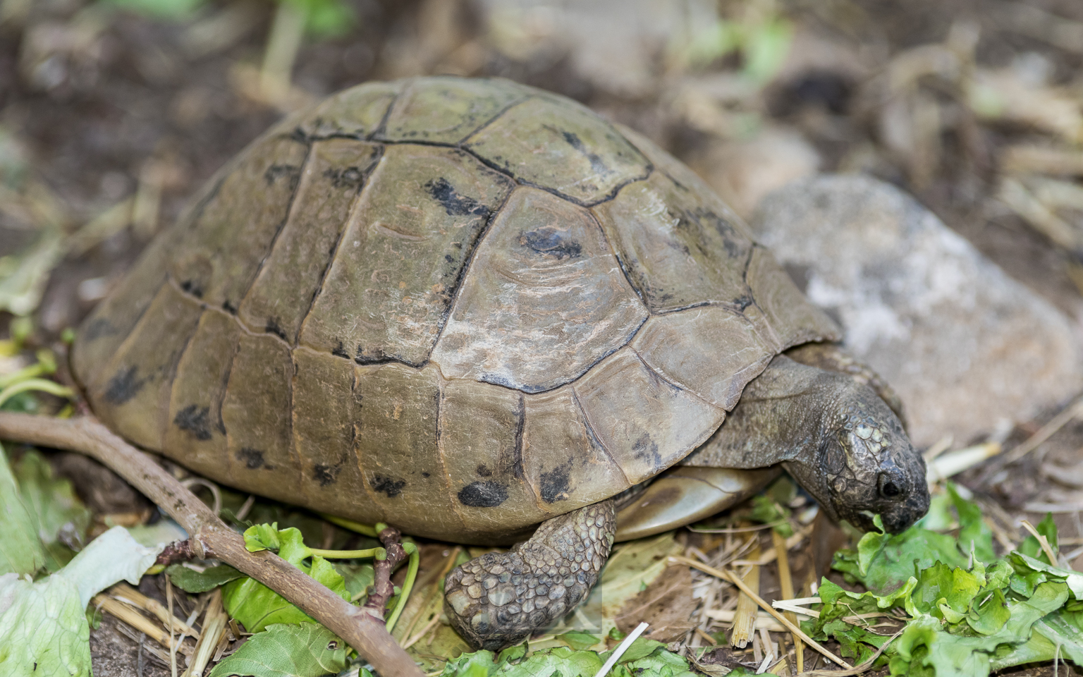 Spornschildkröte