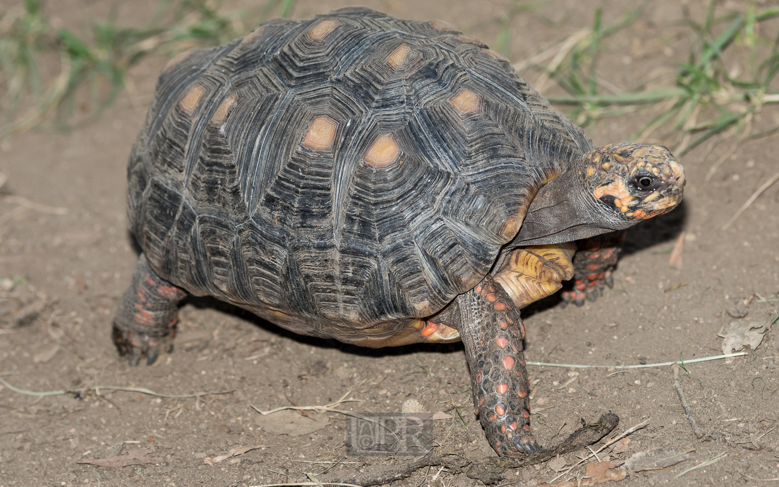 Köhlerschildkröte
