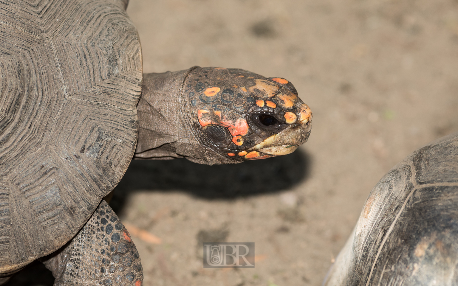 Köhlerschildkröte
