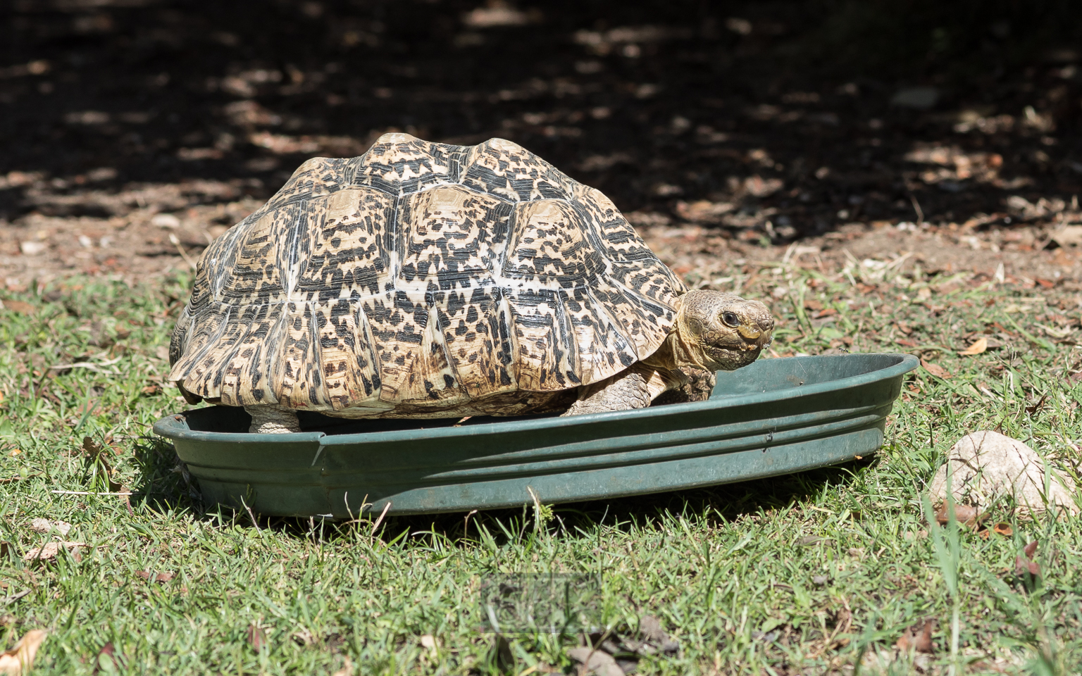 Pantherschildkröte
