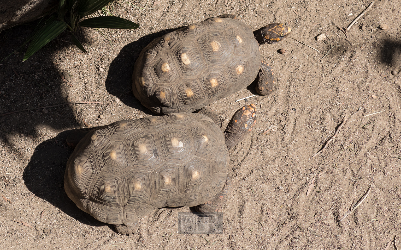 Köhlerschildkröte