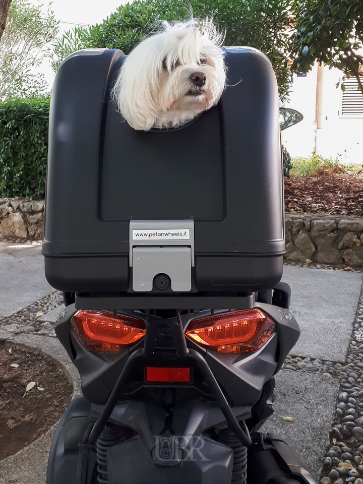 Motorrad fahrender Hund