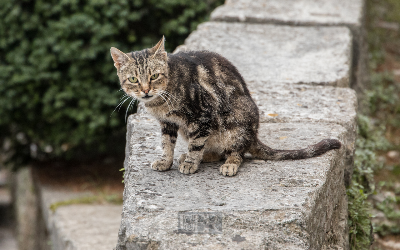 Viele Katzen mit viel Freiheit in Kroatien