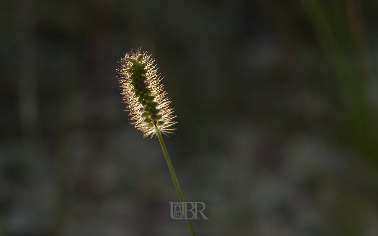 Grasblüte im Gegenlicht