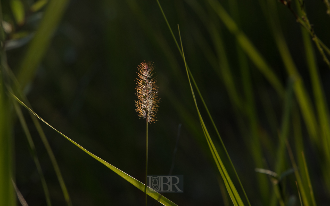 Grasblüte im Gegenlicht