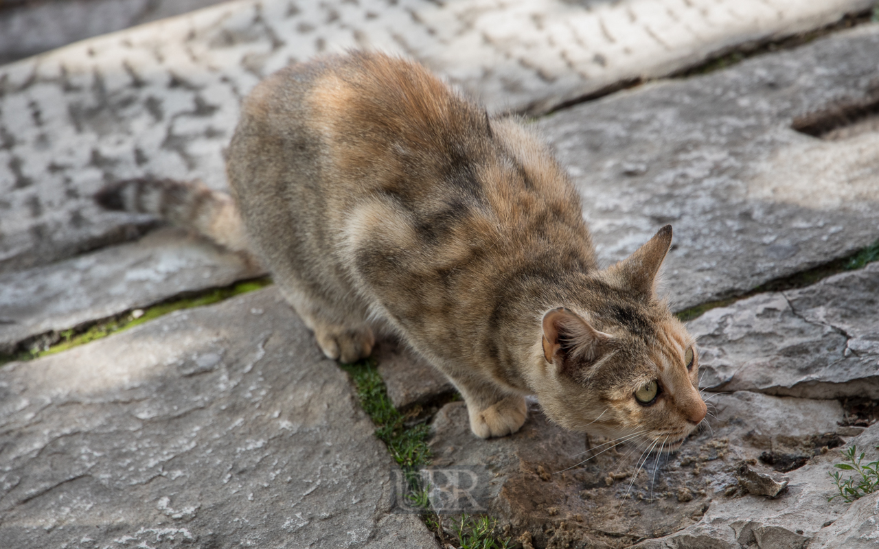 Viele Katzen mit viel Freiheit in Kroatien