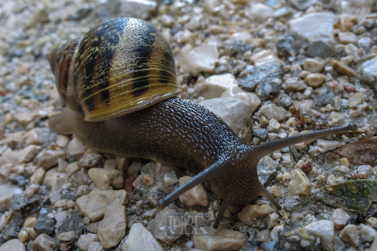 Gartenschnecke