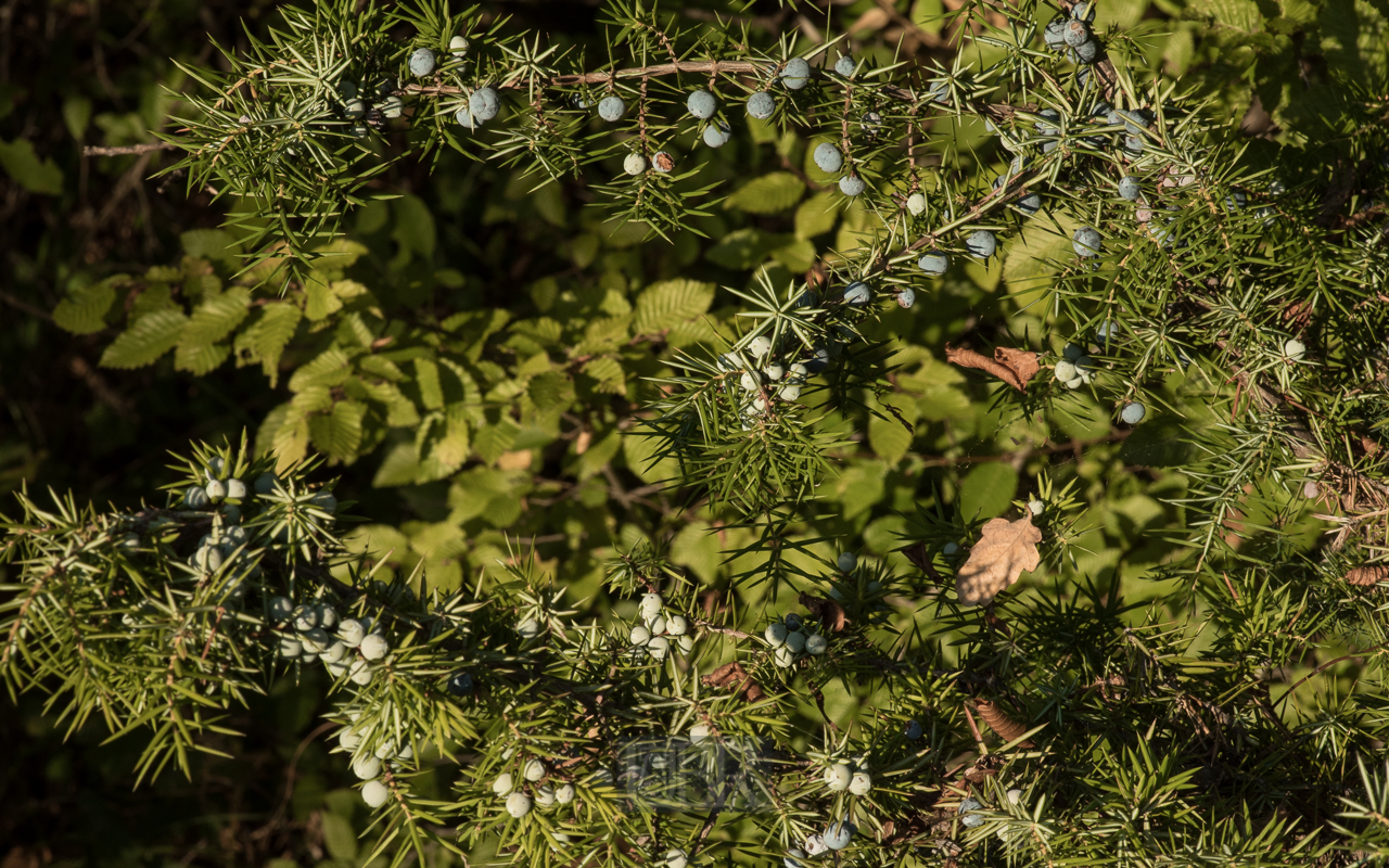 Wacholderbusch mit Beeren