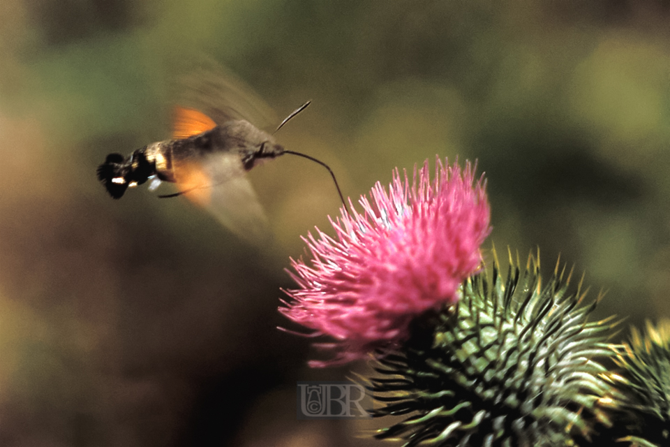 Insektenwelt