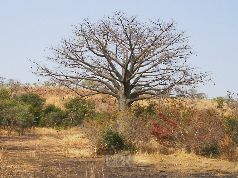 baum_02
