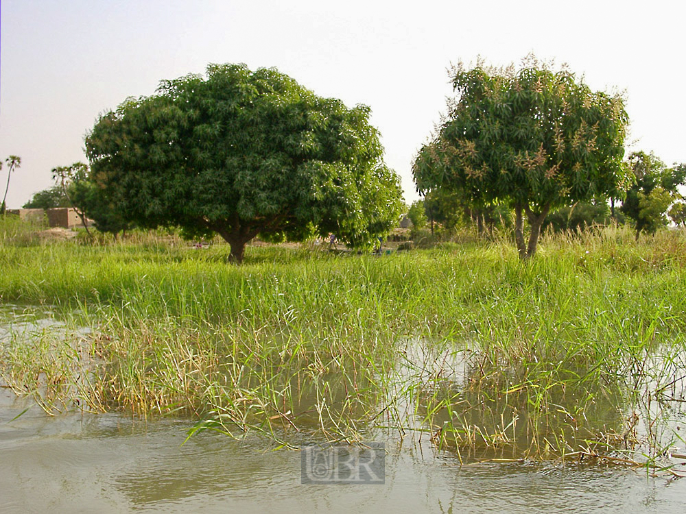 baum_03_niger