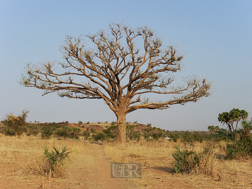 baum_051