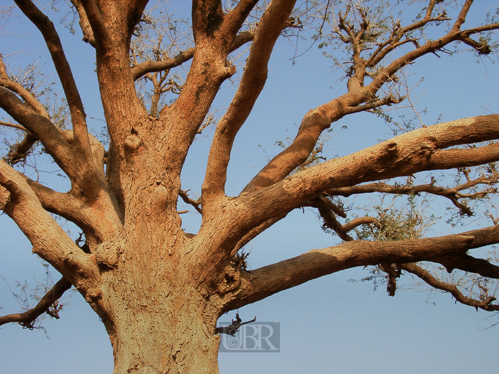 baum_051_det