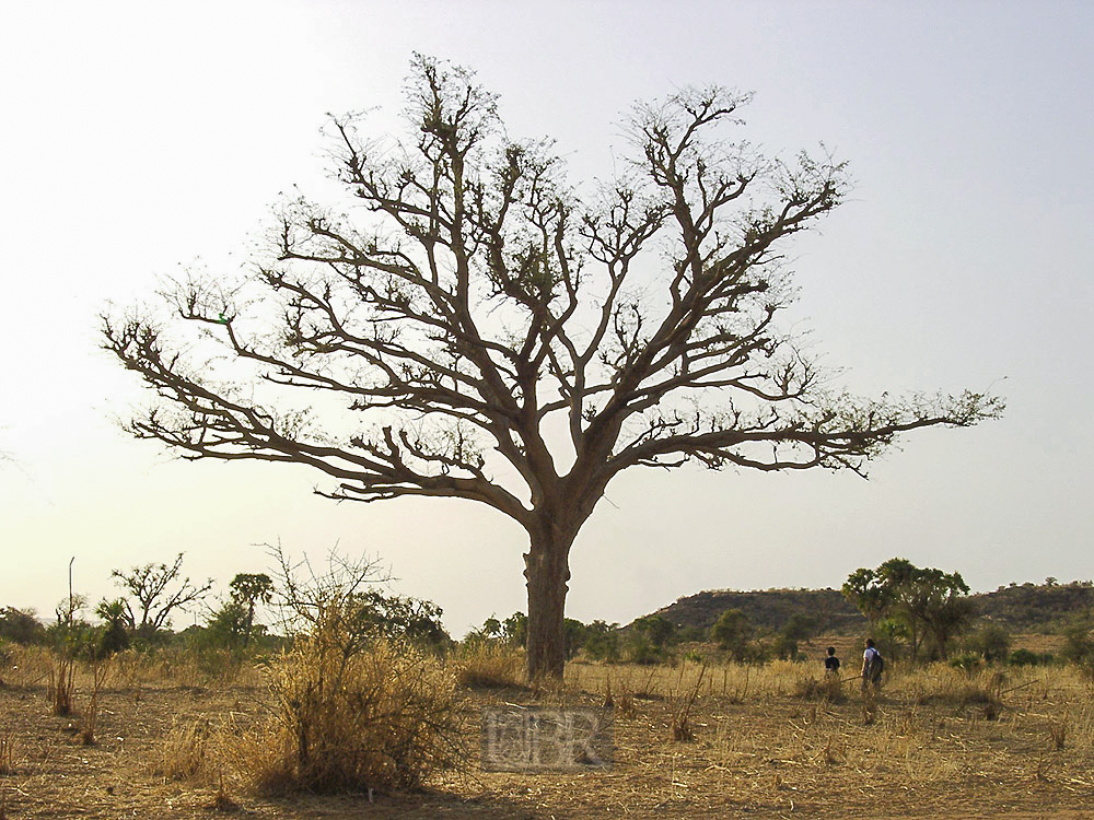 baum_052