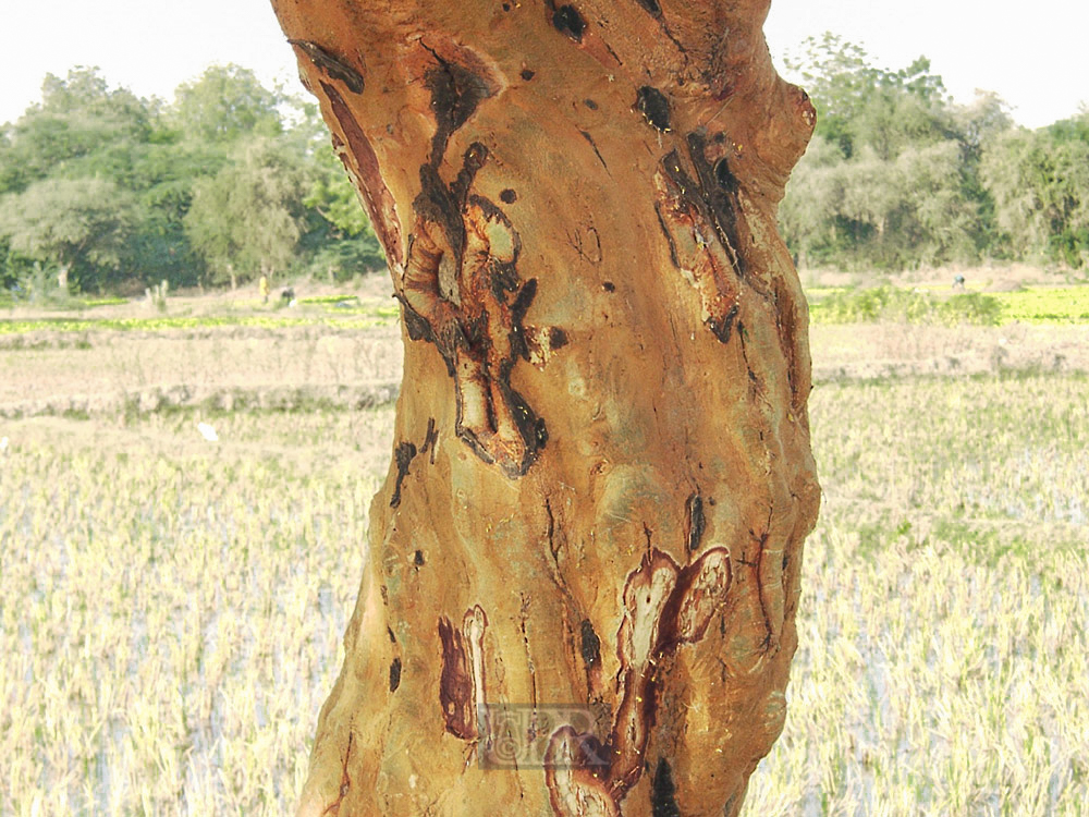 baum_06_stamm