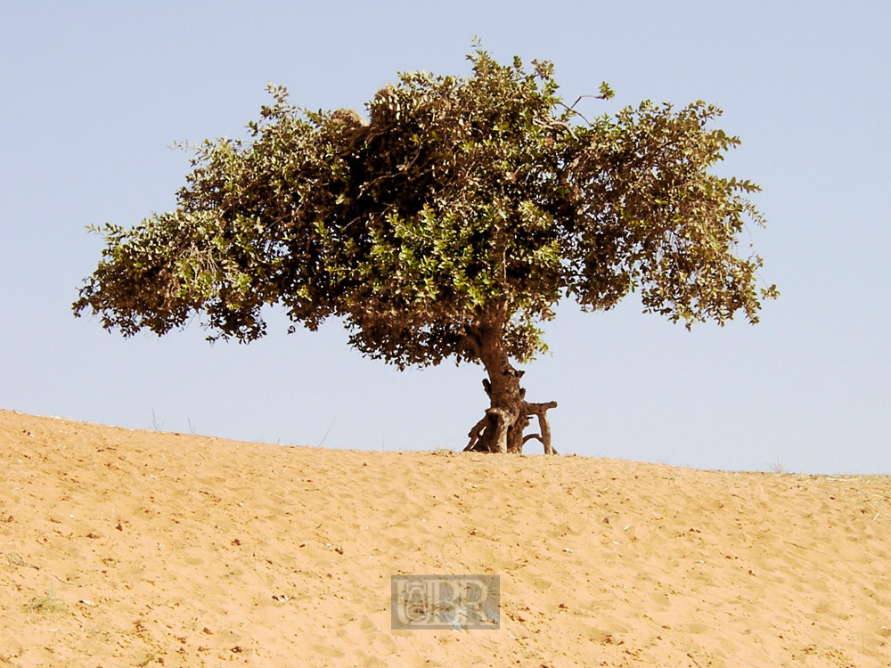 baum_07