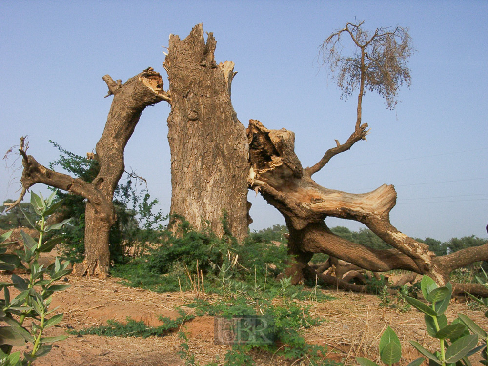baum_08_kaputt_01