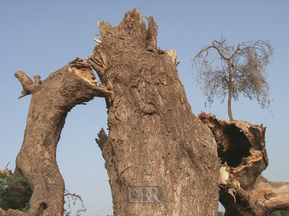 baum_08_kaputt_02