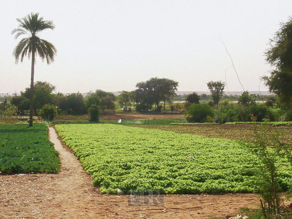gemüsegarten_01