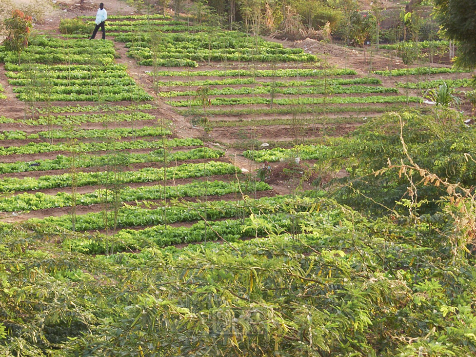 gemüsegarten_02
