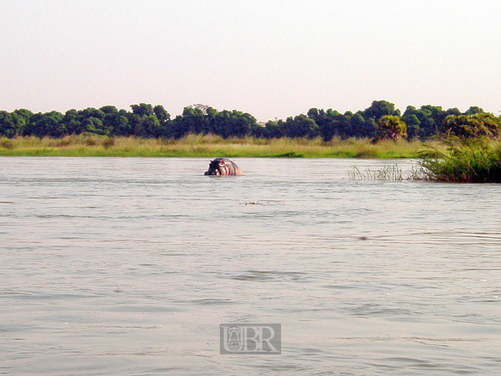 hippo_01