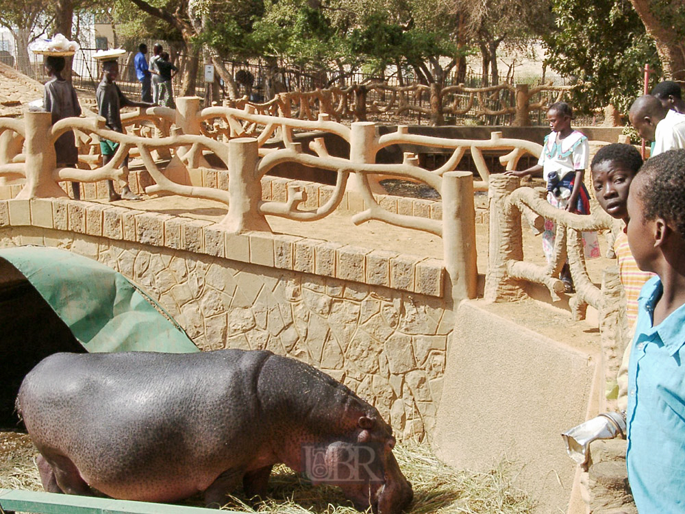hippo_05_zoo