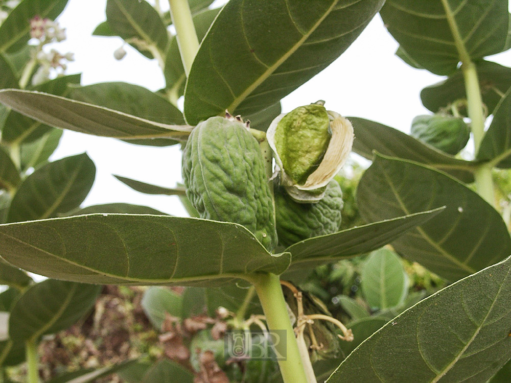 strauch_02_frucht