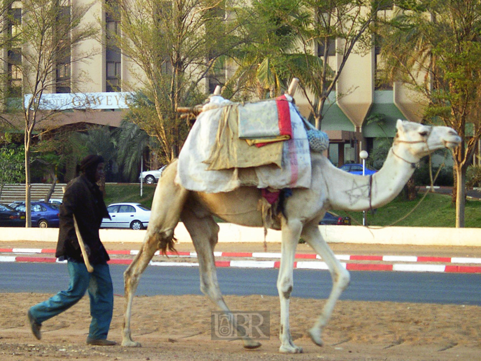 kamel_02