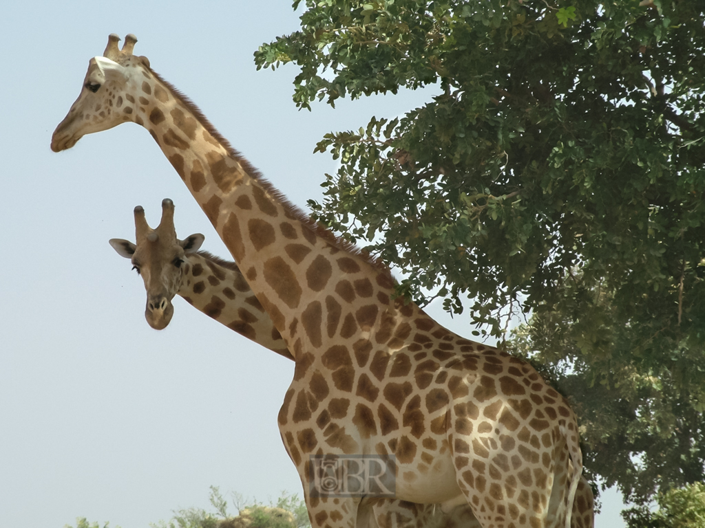 giraffen_10