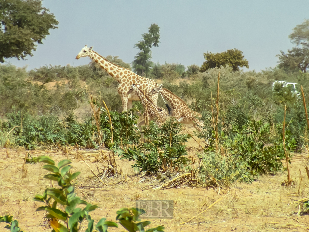 giraffen_13