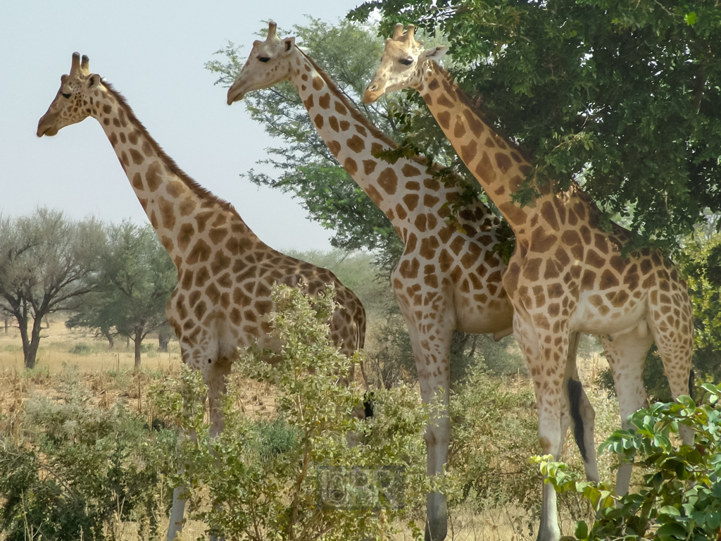 giraffen_2