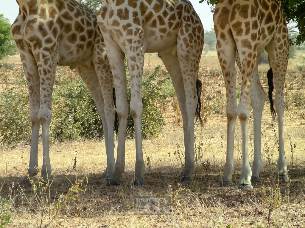 giraffen_6