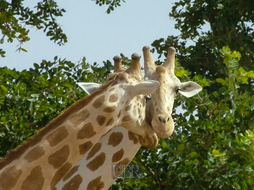 giraffen_7