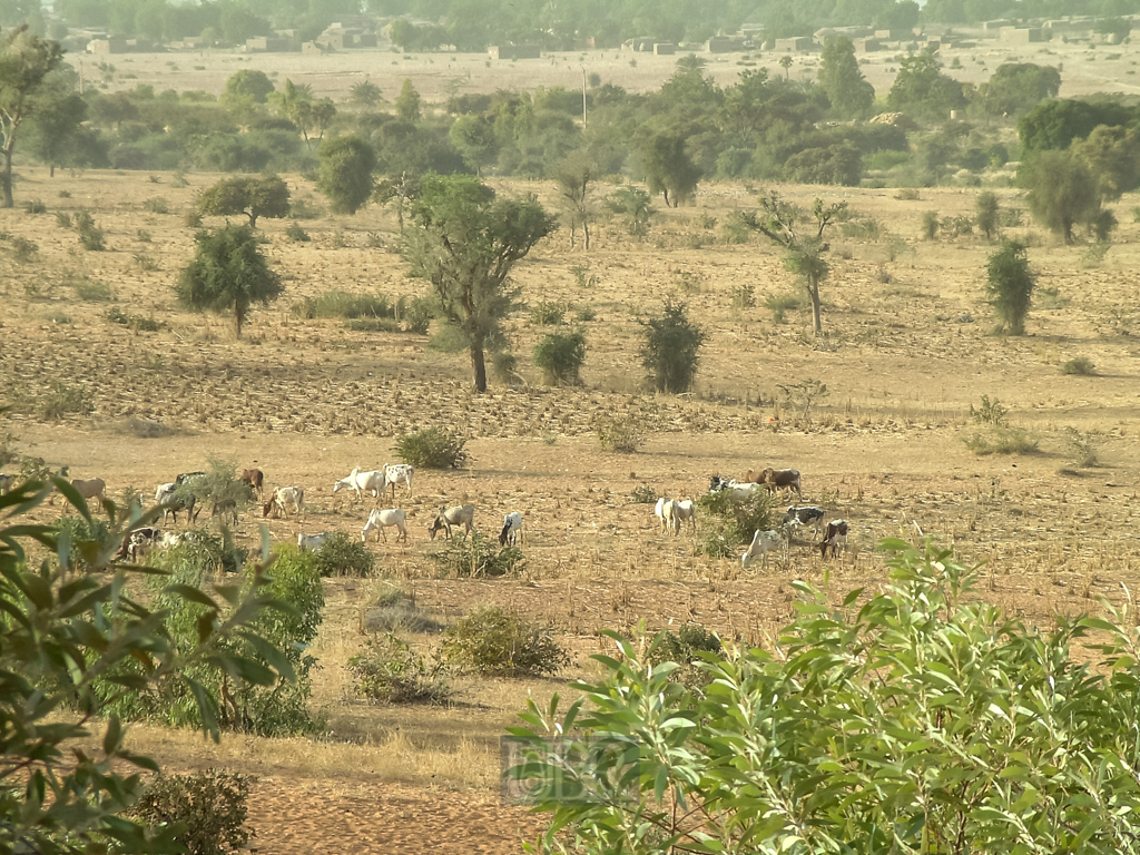 sahel_landschaft_21