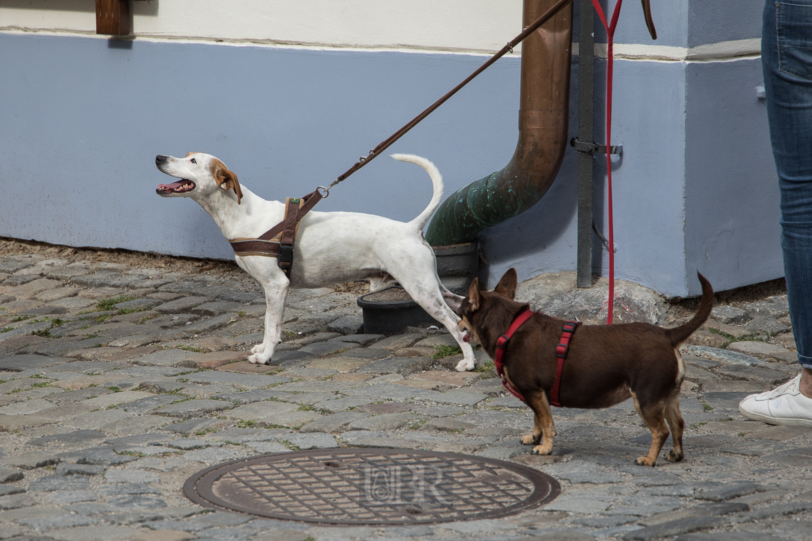 Ceske Budejovice (Budweis) - Tiere in der Stadt