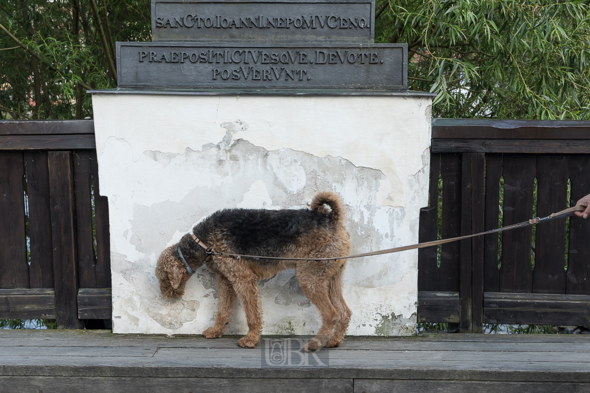 Ceske Budejovice (Budweis) - Tiere in der Stadt