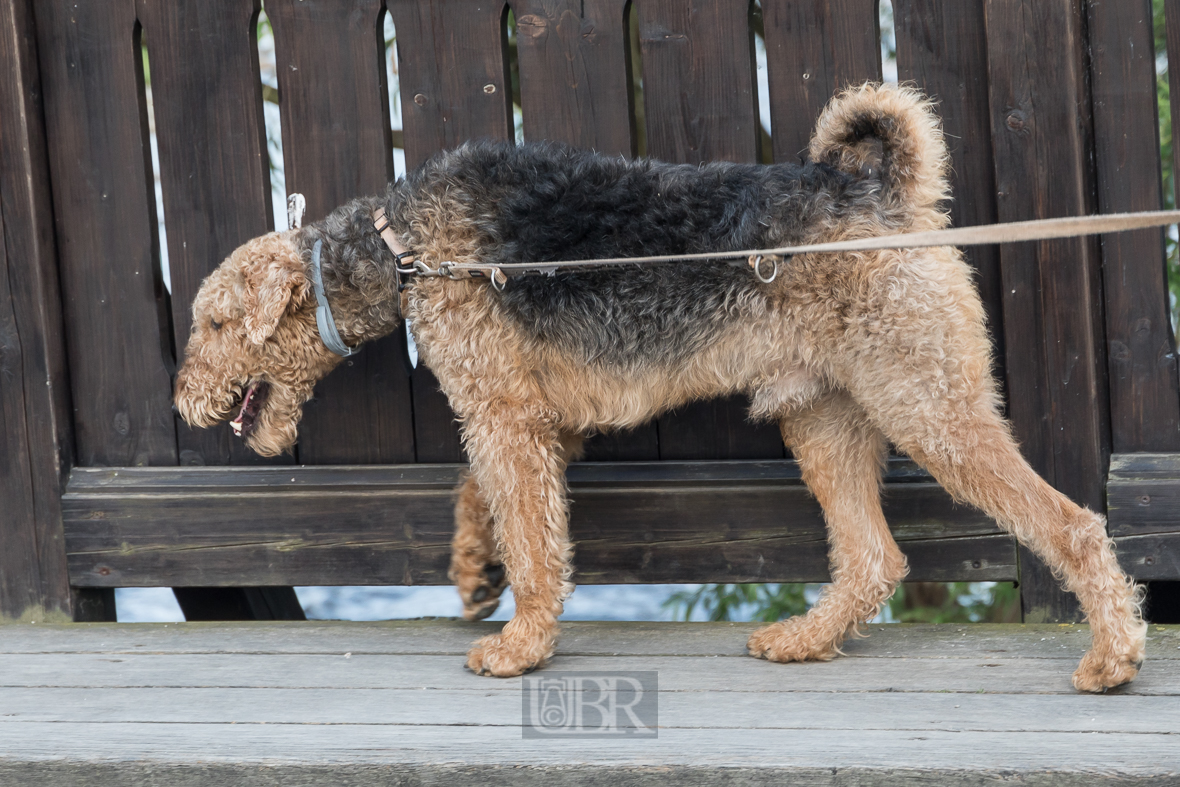 Ceske Budejovice (Budweis) - Tiere in der Stadt