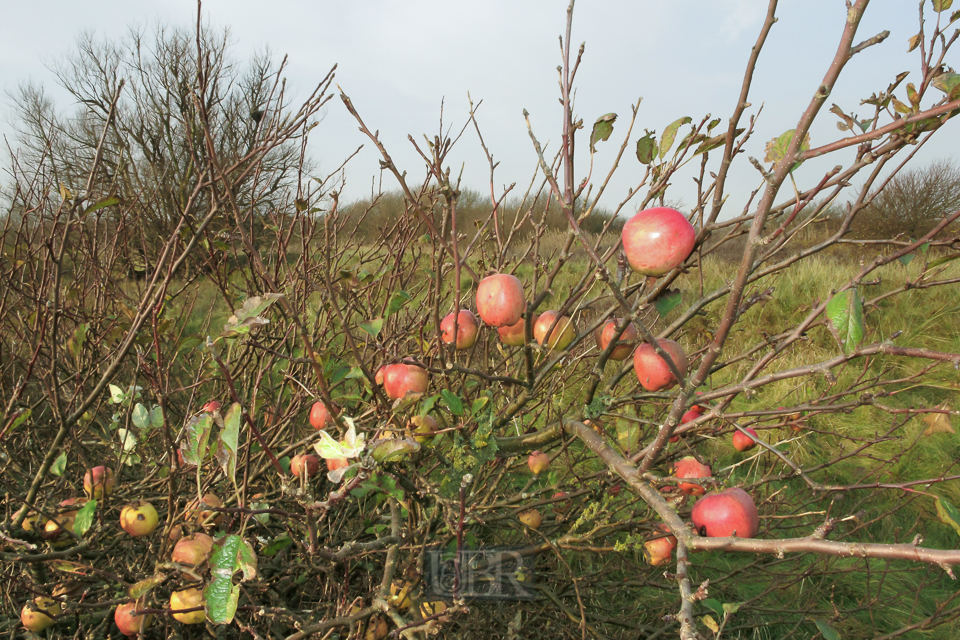 Apfelernte in den Dünen