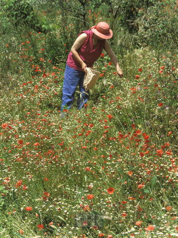 33_nina_in_den_blumen