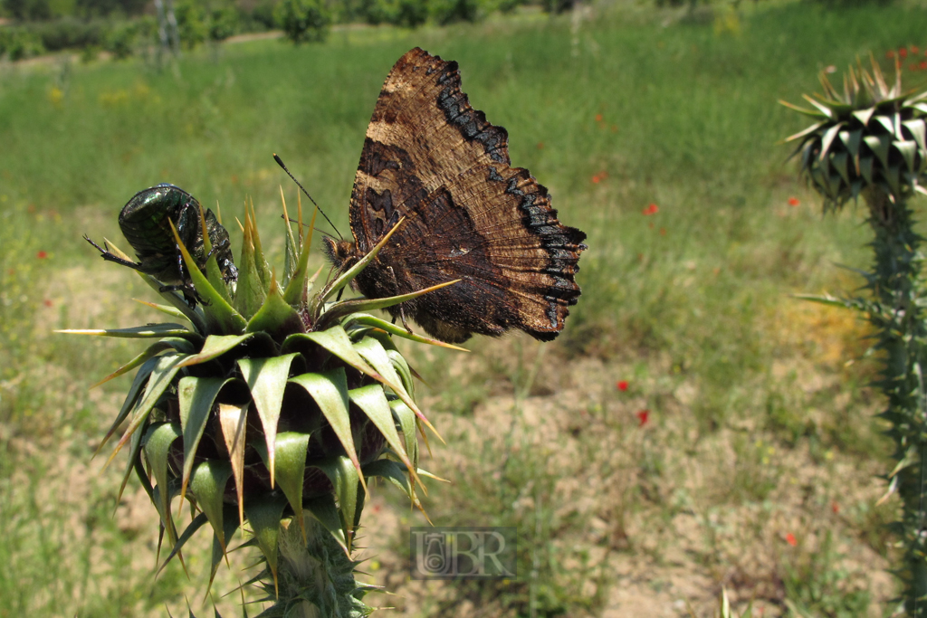 04_guezelkoey_21_schmetterling