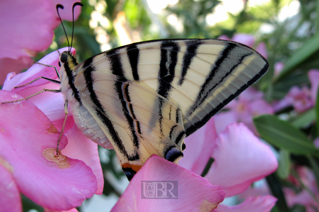 04_guezelkoey_24_schmetterling