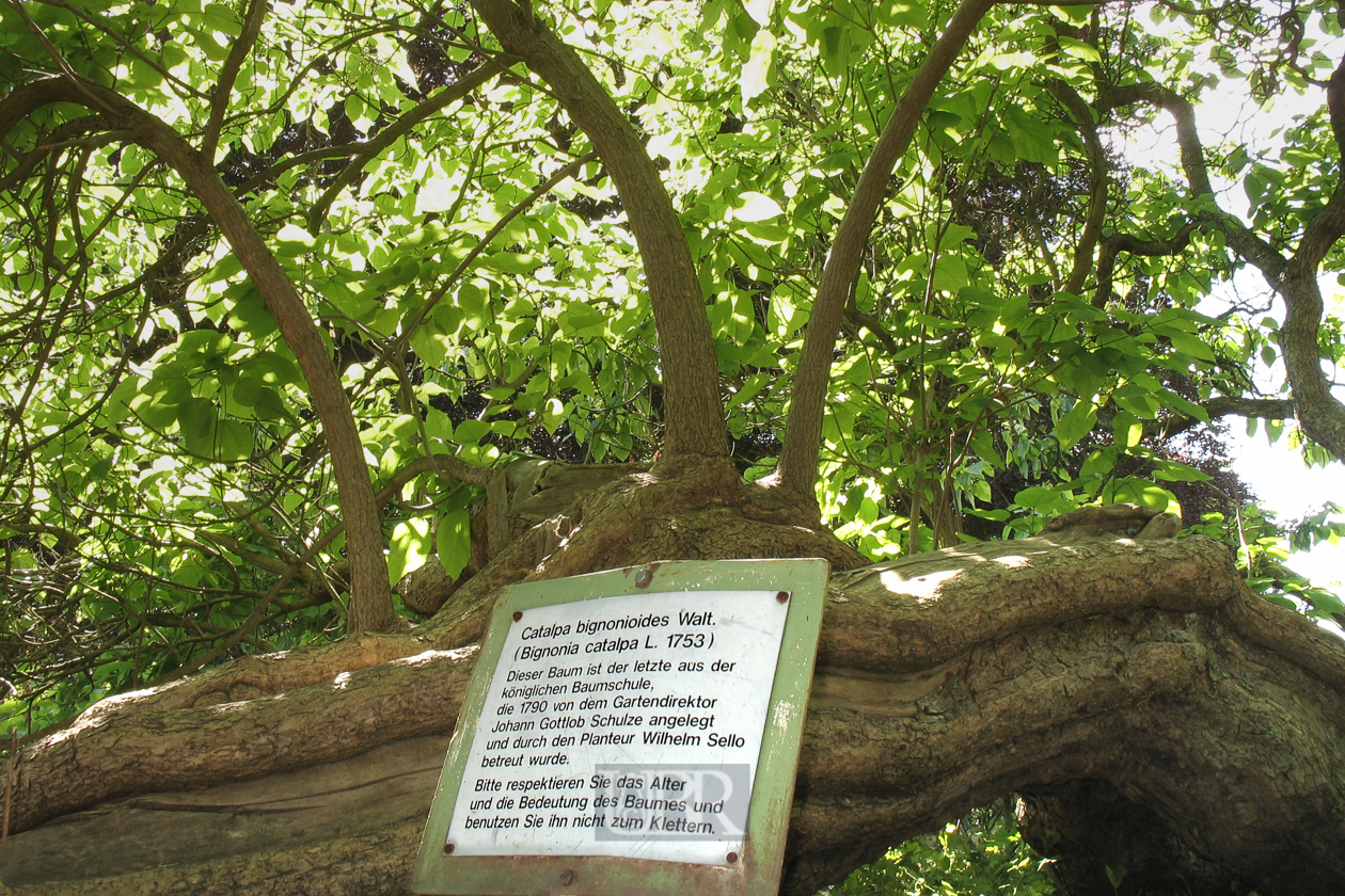 55_garten_baum_200_jahre