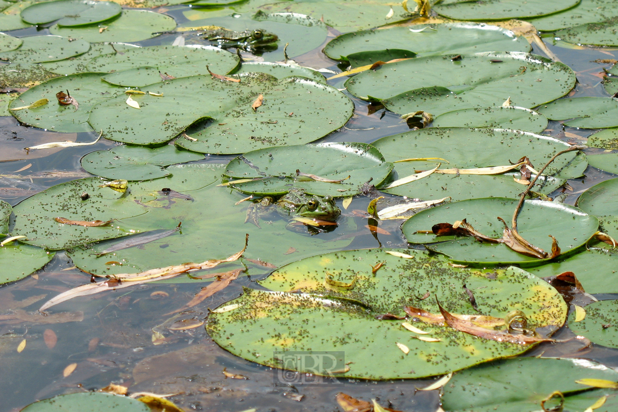 tiere_froesche_china_garten